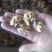 新疆薄皮核桃仁。特级。一级。二级各品种都有。现货350吨
