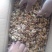 新疆薄皮核桃仁。特级。一级。二级各品种都有。现货350吨
