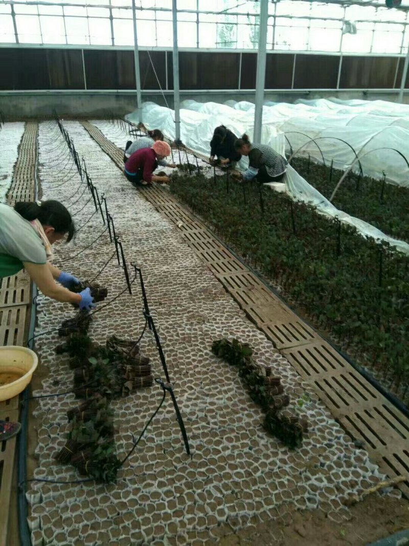 轻基质容器袋