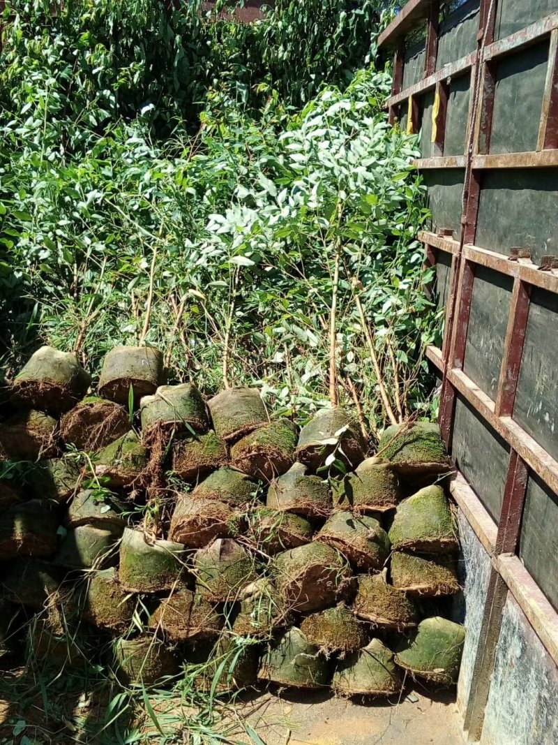 桉树苗