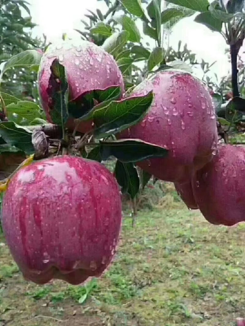新鲜山地果，