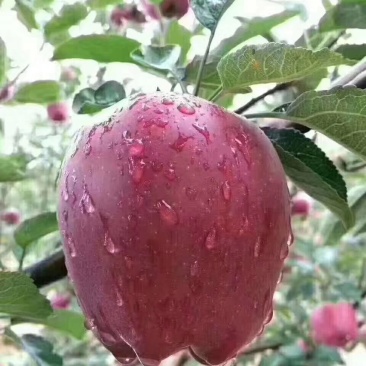 新鲜山地果，