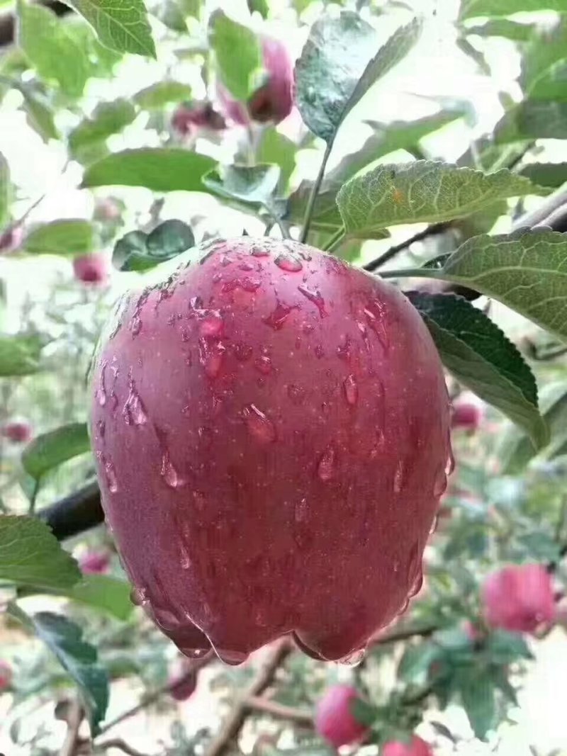 新鲜山地果，