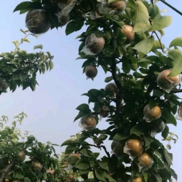梨树