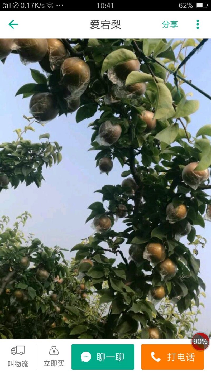 梨树