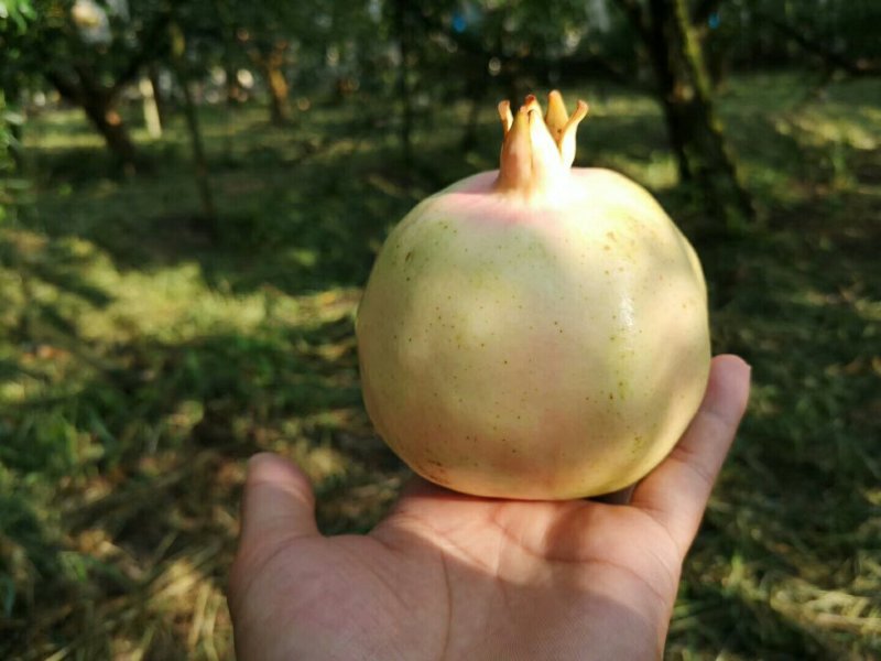 蒙自甜石榴支持一件代发