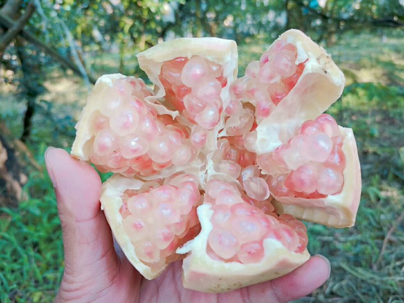蒙自甜石榴支持一件代发