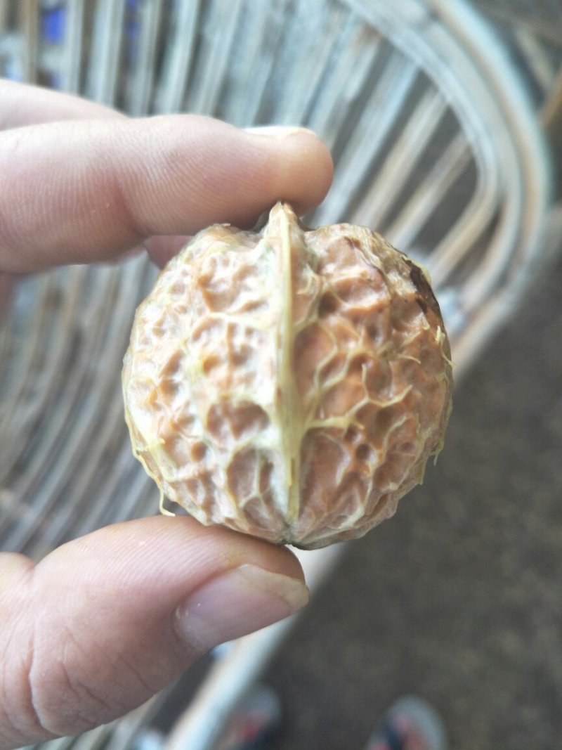 漾濞新鲜大泡核桃