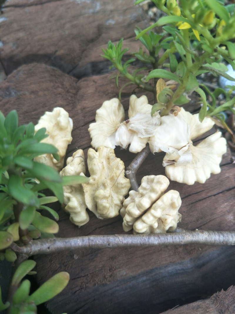 漾濞新鲜大泡核桃