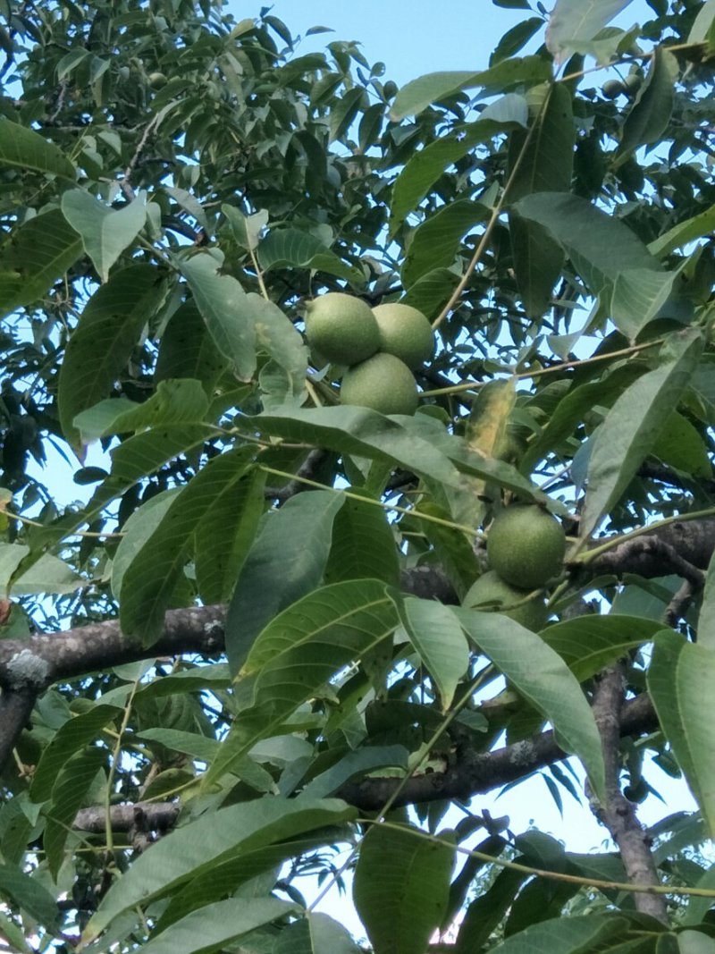 漾濞新鲜大泡核桃