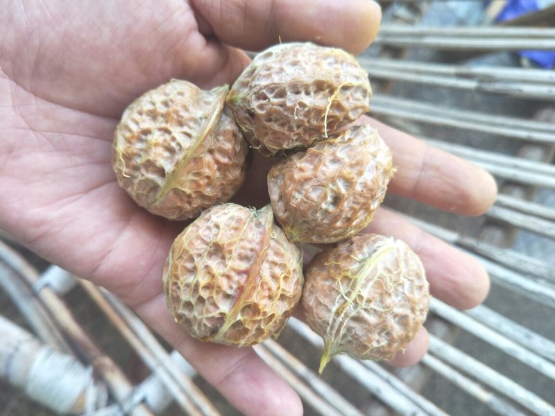 漾濞新鲜大泡核桃