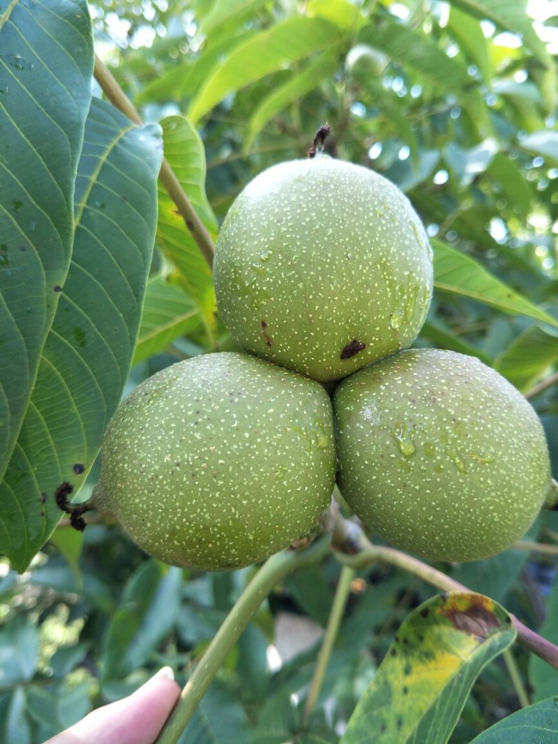 漾濞新鲜大泡核桃