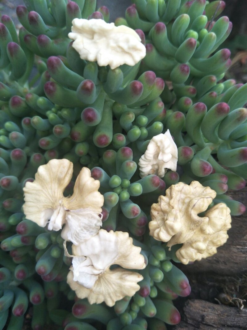 漾濞新鲜大泡核桃