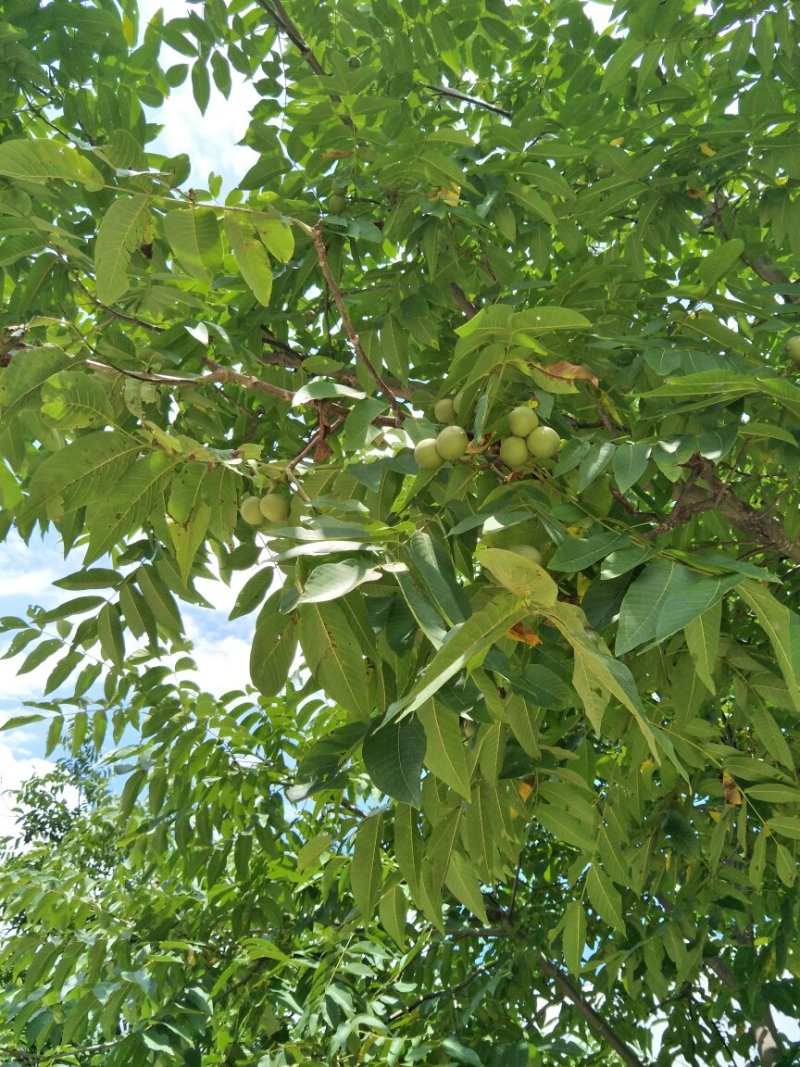 漾濞新鲜大泡核桃