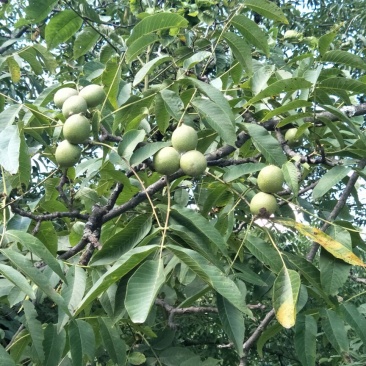 漾濞新鲜大泡核桃
