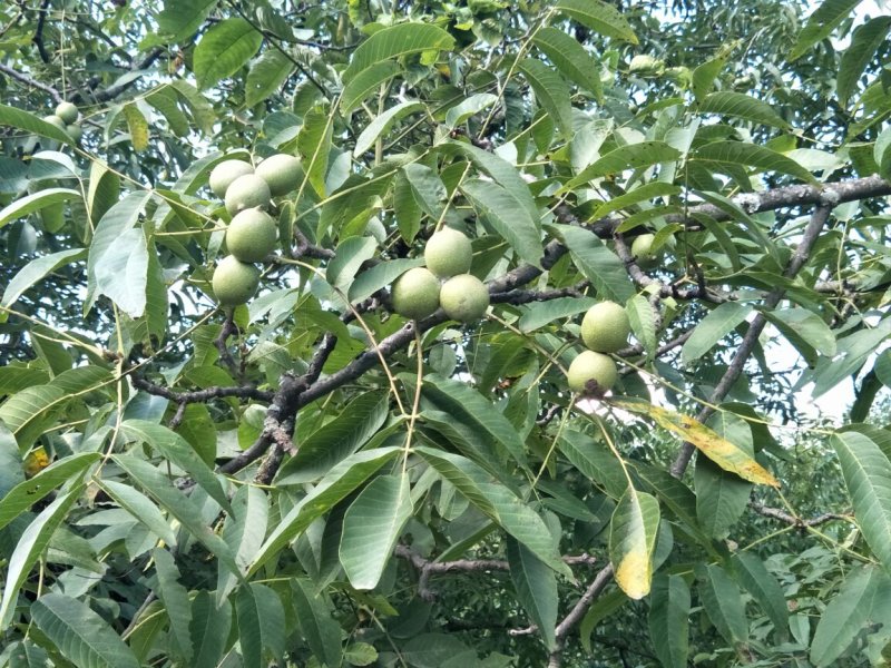 漾濞新鲜大泡核桃