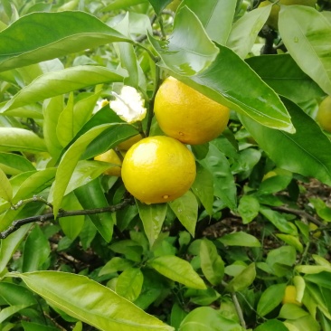 早熟蜜橘5.56.06.5