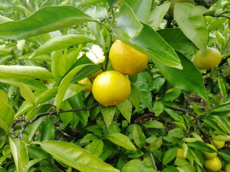 早熟蜜橘5.56.06.5