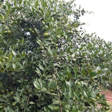 香橙鲜果出售，种子出售，软枝小叶香橙