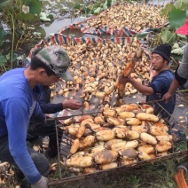 莲藕37359~11厘米10~15厘米以上