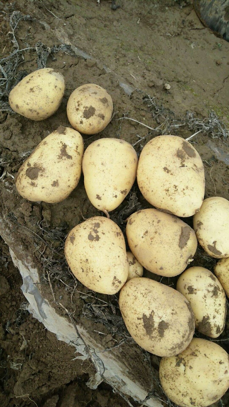 甘肃西森6号，黄皮黄心常年供应全国各地大量有货