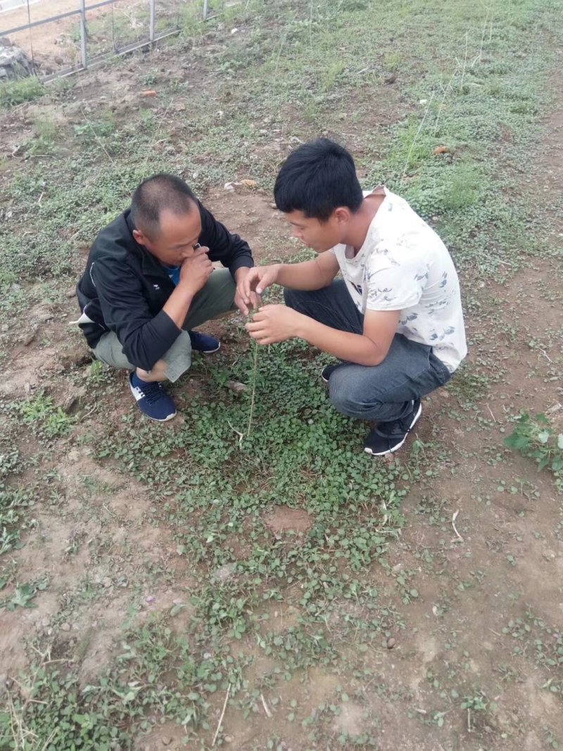 中药材红枸杞苗产地直销全国包邮支持线上交易