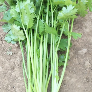 香菜25-30厘米，通货价格1.5元质量特色