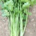 香菜25-30厘米，通货价格1.5元质量特色
