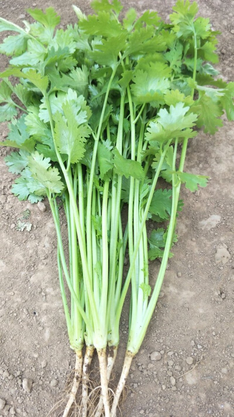香菜25-30厘米，通货价格1.5元质量特色