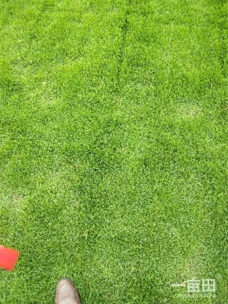 马尼拉草卷十草块