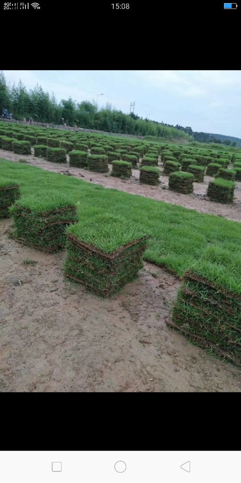 马尼拉草卷十草块