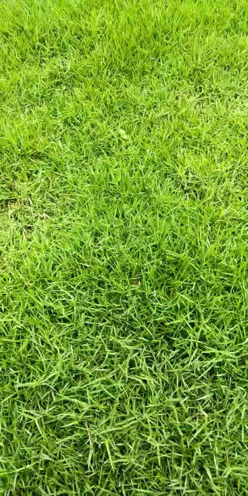 马尼拉草卷十草块