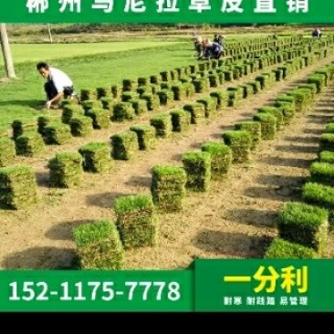 马尼拉草卷十草块