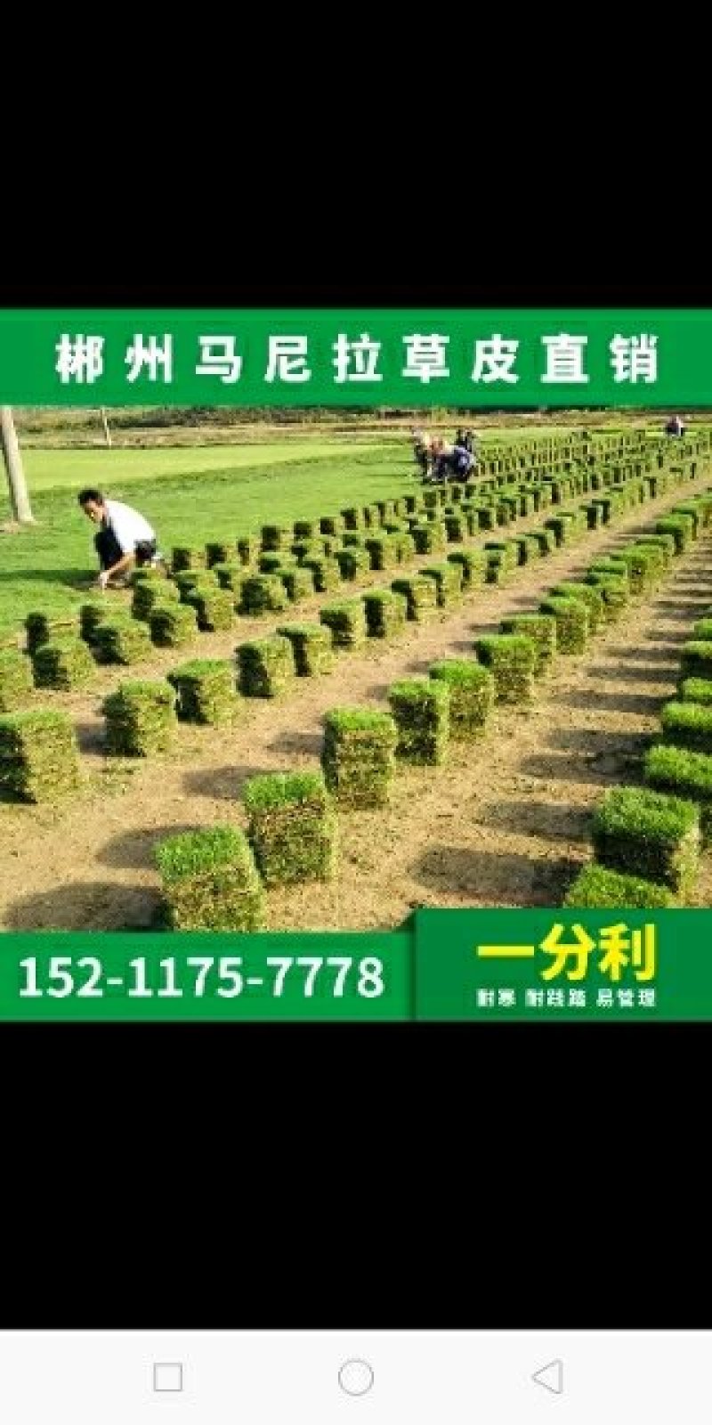 马尼拉草卷十草块