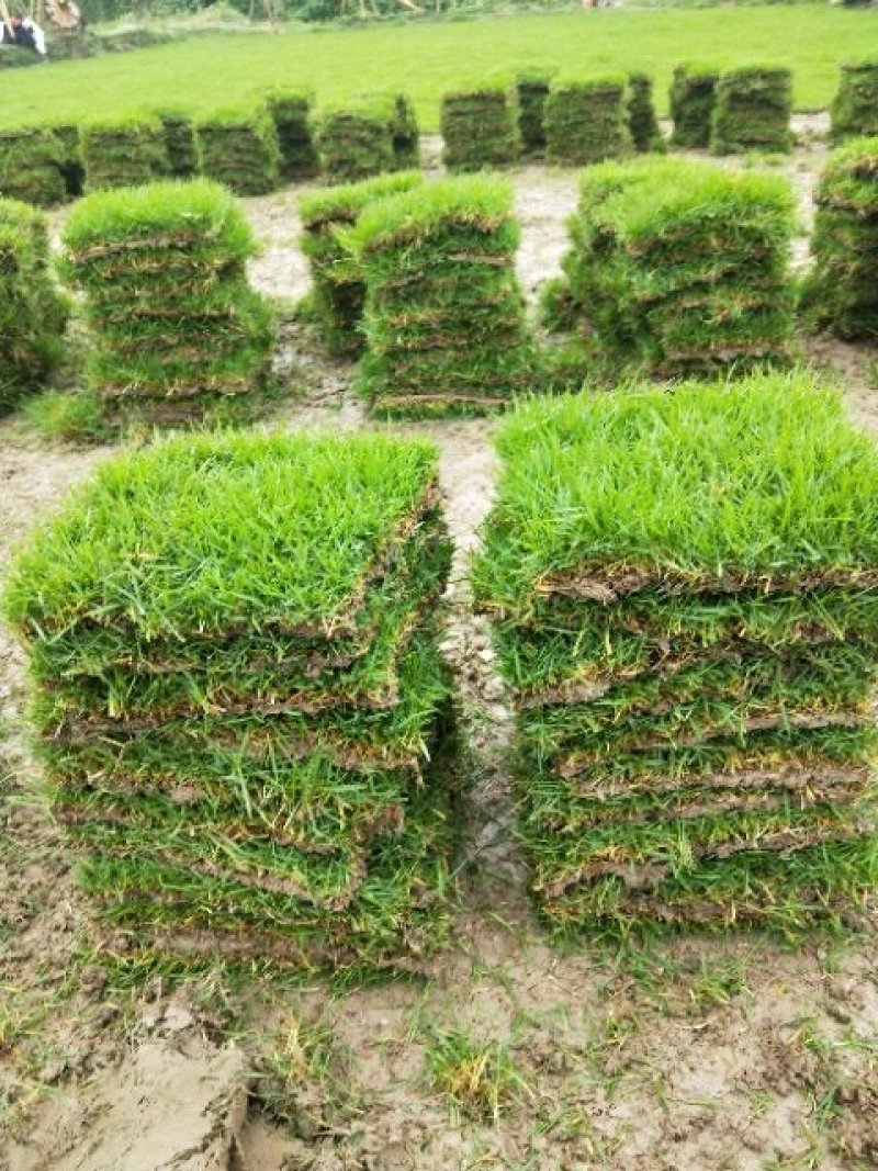 马尼拉草卷十草块