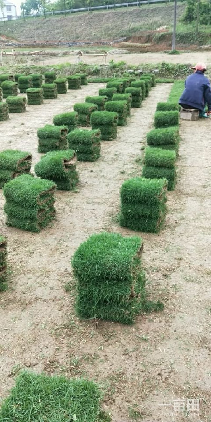 马尼拉草卷十草块