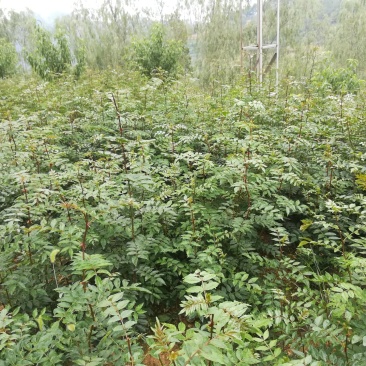 大红袍花椒苗两年苗地径0.8以上