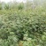 大红袍花椒苗两年苗地径0.8以上