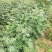 大红袍花椒苗两年苗地径0.8以上