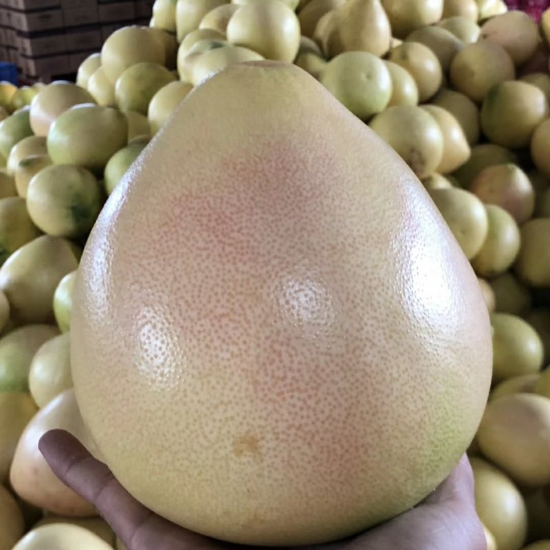 平和琯溪蜜柚