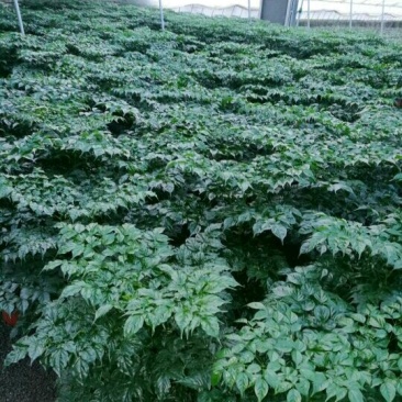 出售幸福树盆景，品质好。价格优。需要的与我联系！