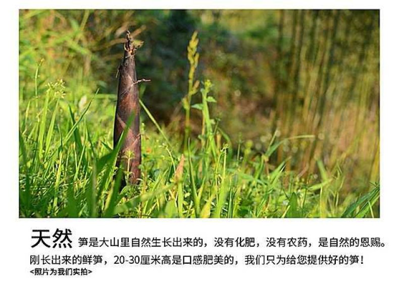 天目扁尖天目笋干5斤净重临安特产一件代发