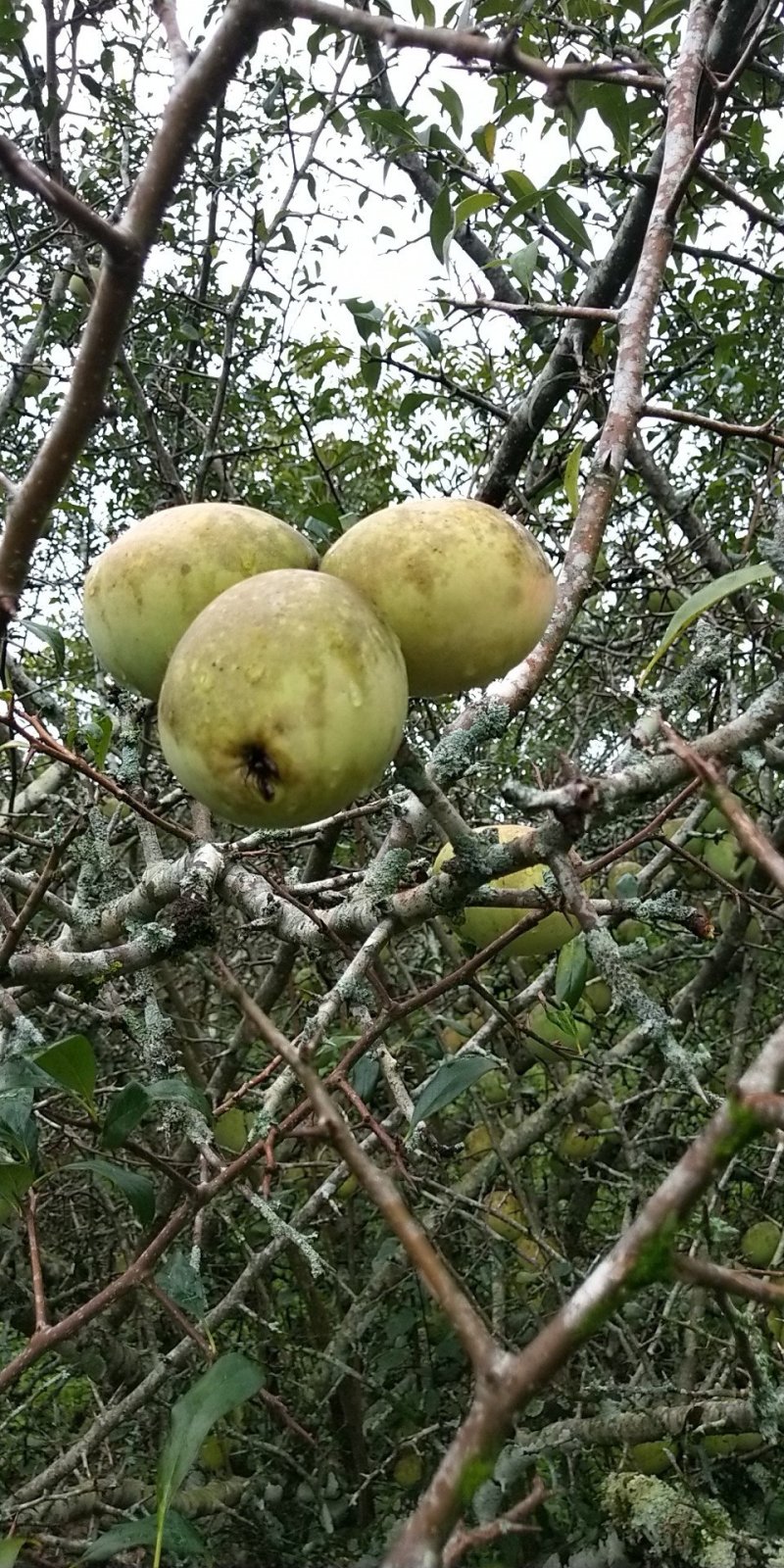 临沧一级酸木瓜