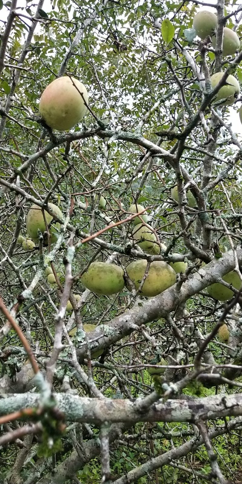 临沧一级酸木瓜