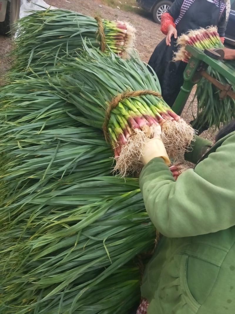 云南泸西红根蒜苗50-60.cm产地直供长年有货