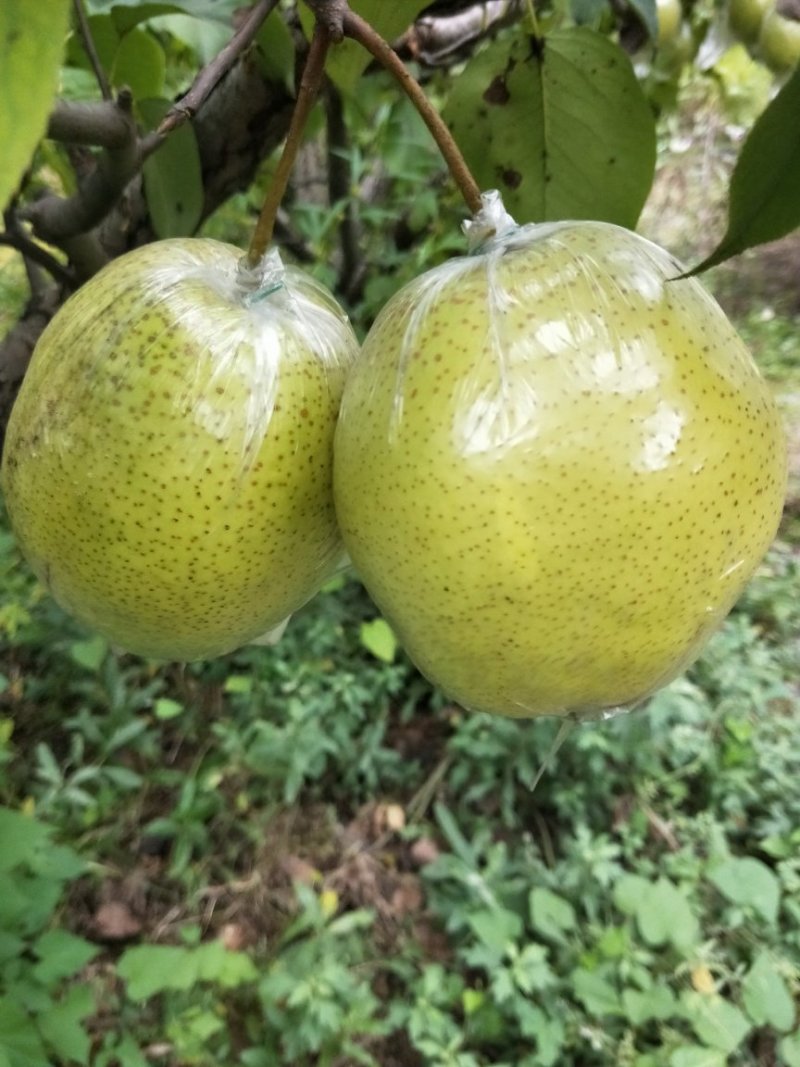 雪花梨，鲜果