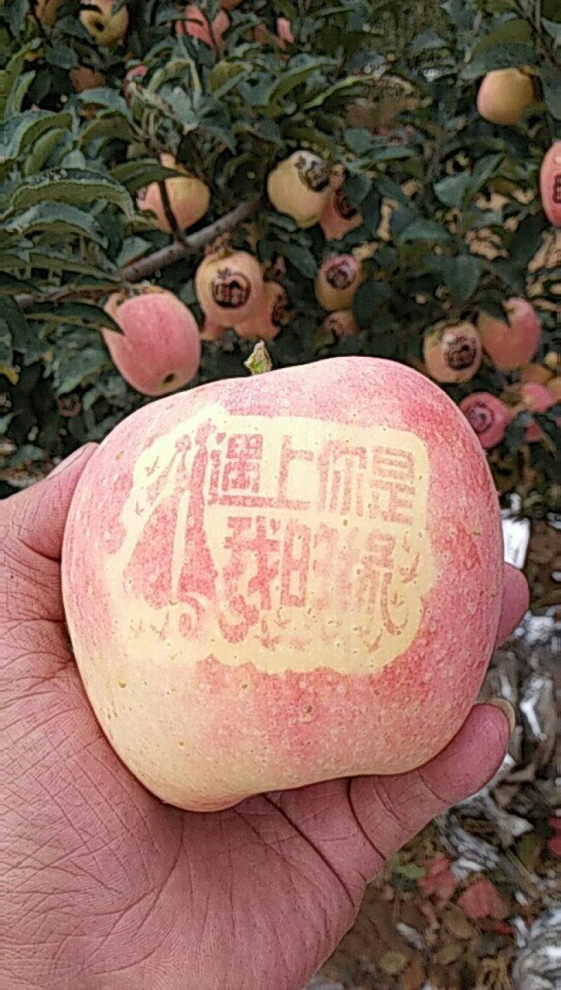 金磊果品大量供应中秋王苹果纸袋250g~450g
