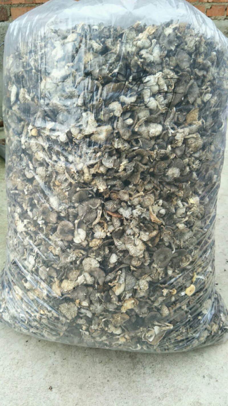 小灰蘑野生菌，小鸡炖蘑菇