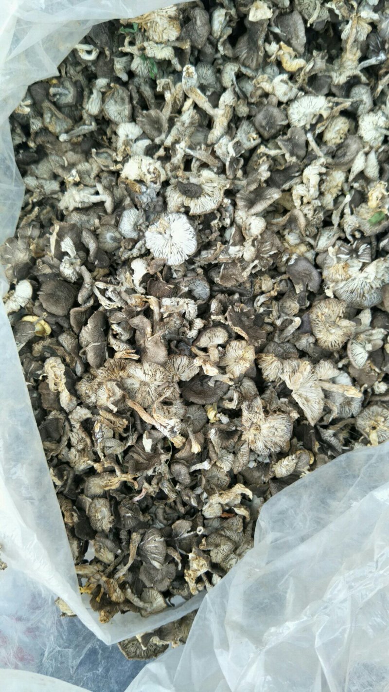 小灰蘑野生菌，小鸡炖蘑菇