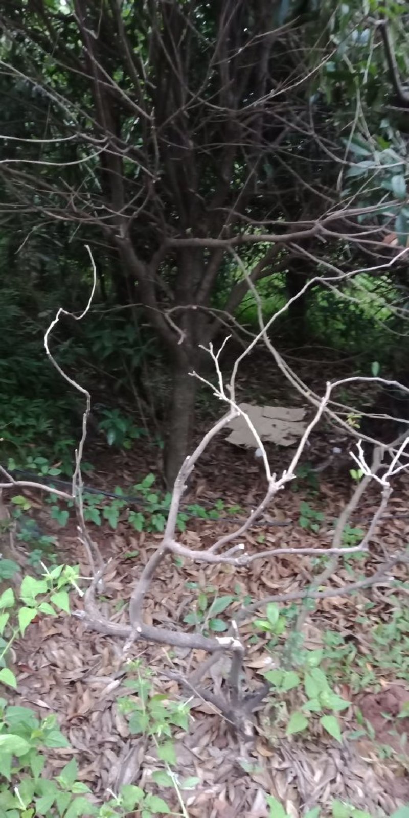 贵花树，黄桷树，岩豆和水蜡烛。